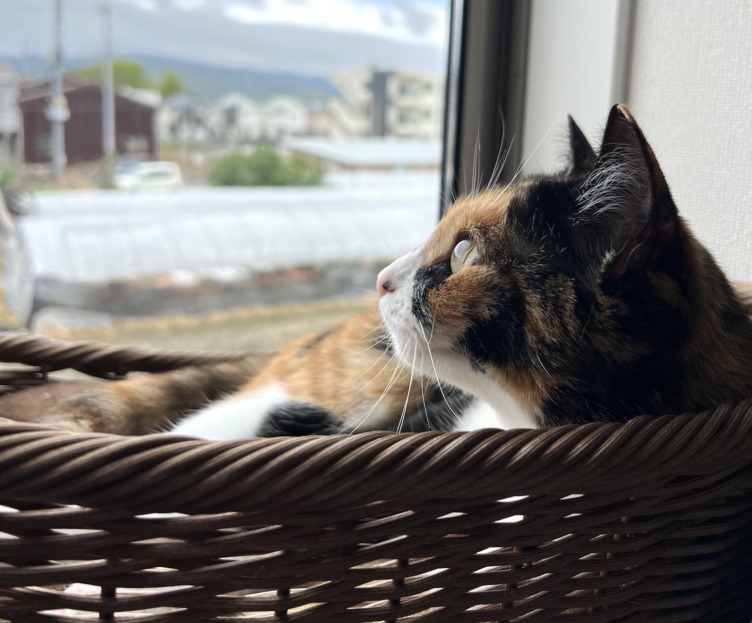 株式会社アニマライフのメンバーが飼う猫が窓の外を見ている様子