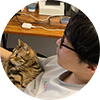 株式会社アニマライフの執行役員と広報を務める廣瀬竜史さんが猫と一緒に仕事をしている様子