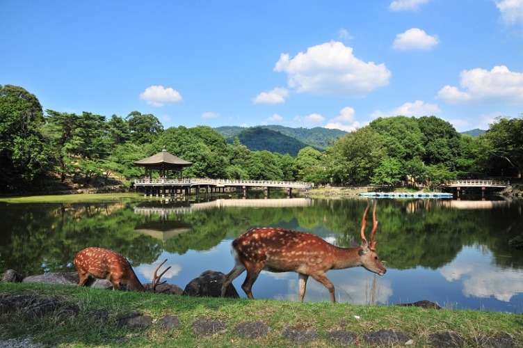 奈良県奈良市の奈良公園にいる鹿たち