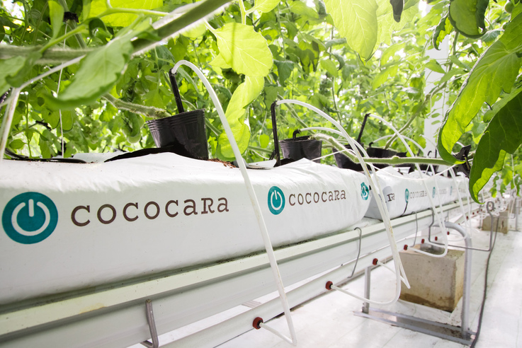 施設栽培向け主力製品のひとつ「ココカラバッグ」が設置されたハウス内の様子