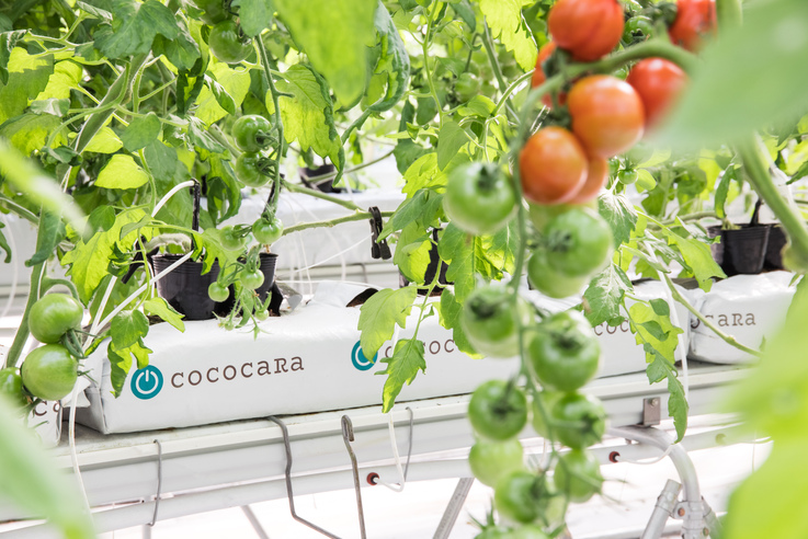 施設栽培向け主力製品のひとつ「ココカラバッグ」を使用したミニトマトの栽培の様子